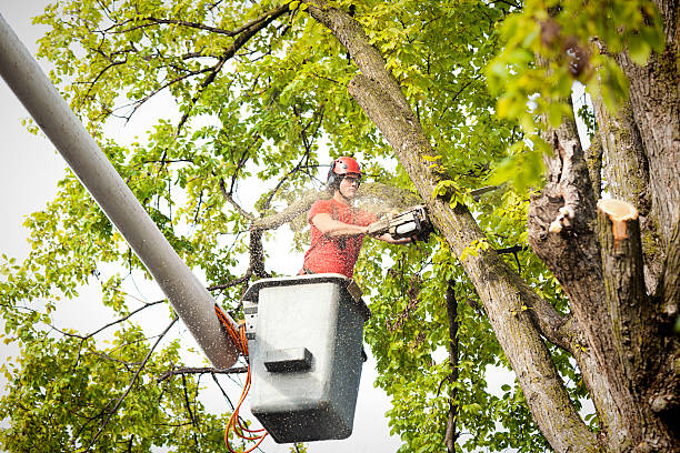 The Steps Involved in Our Tree Care Process in Albany, OR